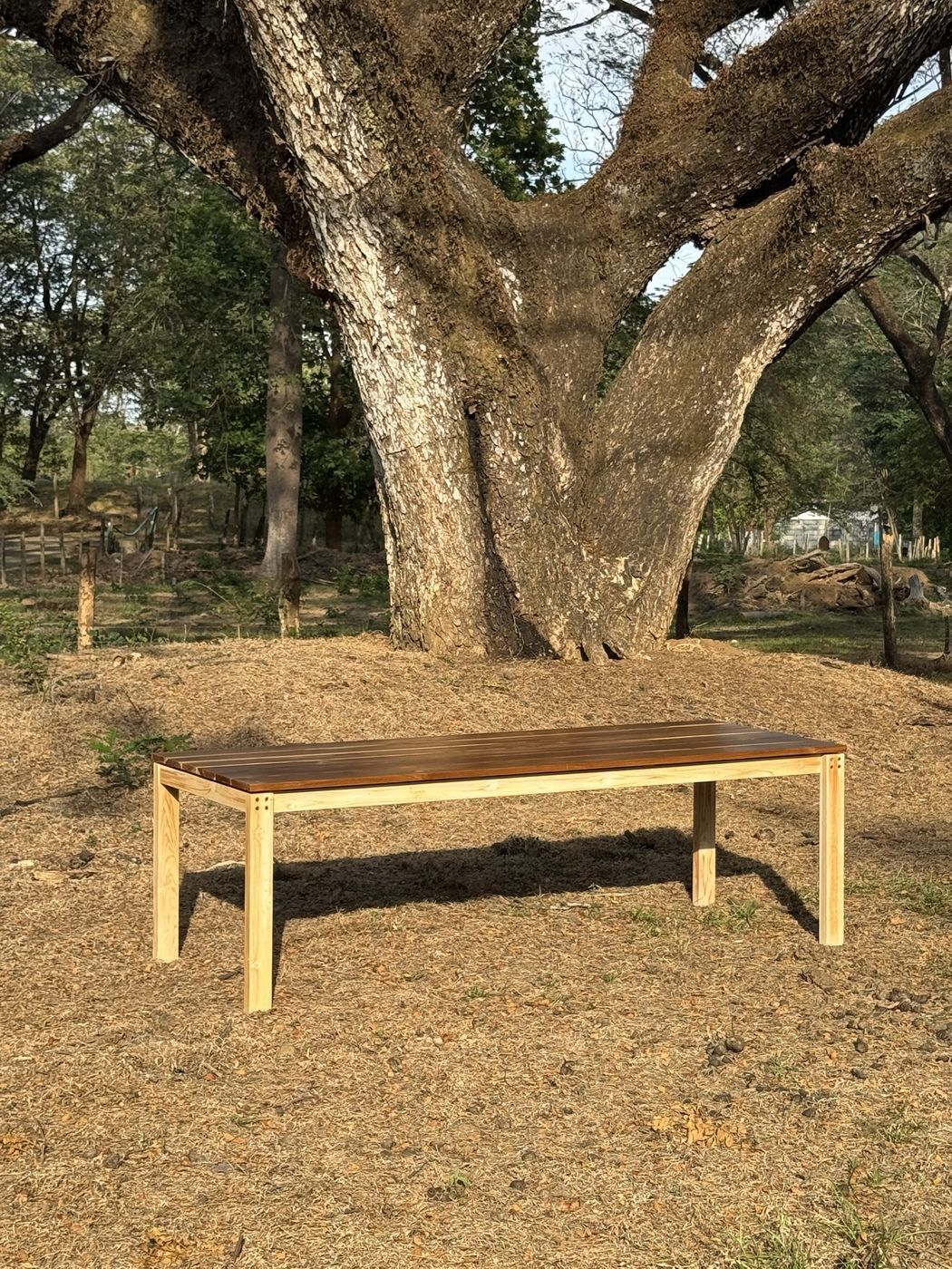 Teak table: Teak table with a natural wood frame under a guanacaste tree